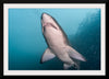 "Underwater Animals – Shark 3", Victor Hawk