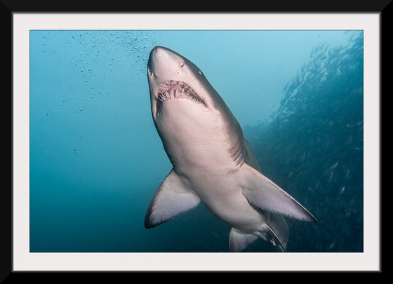 "Underwater Animals – Shark 3", Victor Hawk