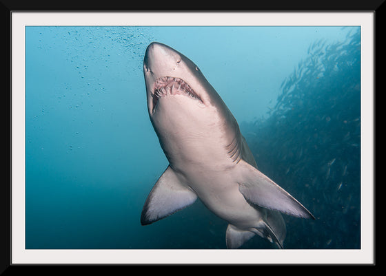 "Underwater Animals – Shark 3", Victor Hawk