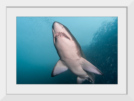 "Underwater Animals – Shark 3", Victor Hawk