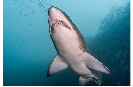 "Underwater Animals – Shark 3", Victor Hawk