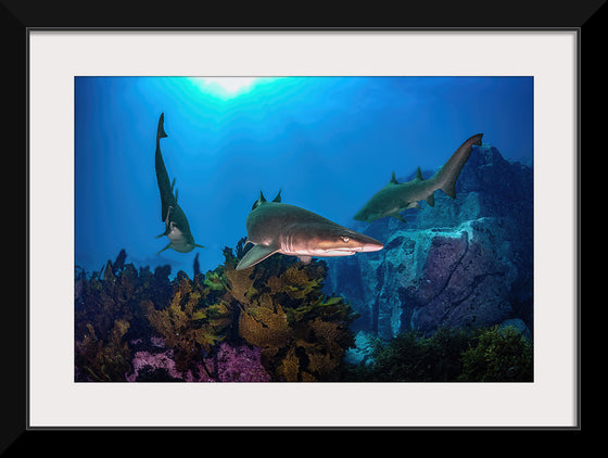 "Underwater Animals – Sharks Underwater Gang", Victor Hawk