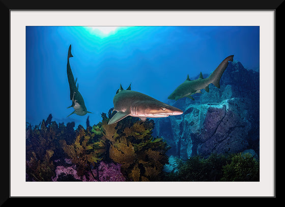 "Underwater Animals – Sharks Underwater Gang", Victor Hawk