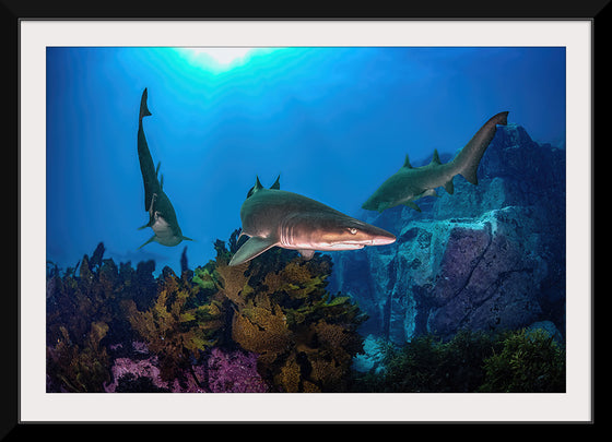 "Underwater Animals – Sharks Underwater Gang", Victor Hawk