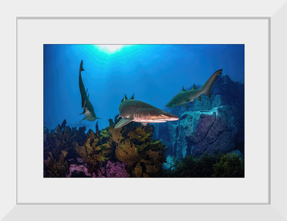 "Underwater Animals – Sharks Underwater Gang", Victor Hawk