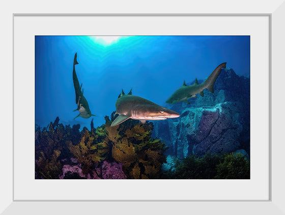 "Underwater Animals – Sharks Underwater Gang", Victor Hawk