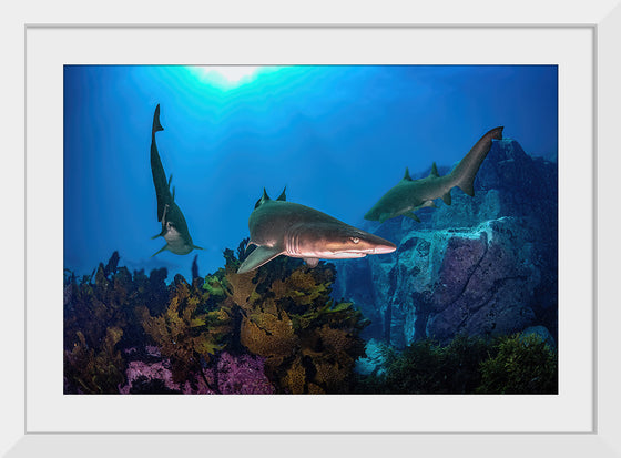 "Underwater Animals – Sharks Underwater Gang", Victor Hawk