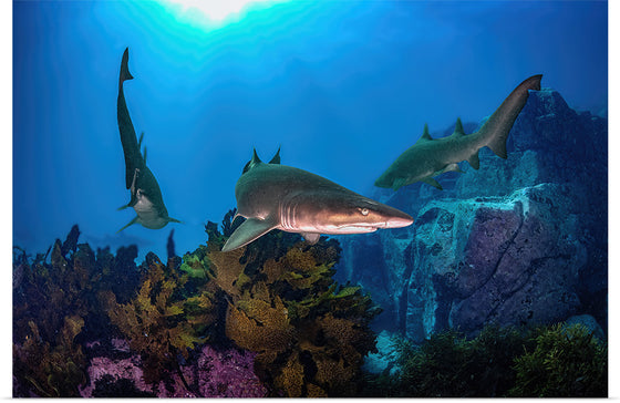 "Underwater Animals – Sharks Underwater Gang", Victor Hawk