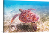 "Underwater Animals – Swimming Turtle", Victor Hawk