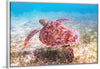 "Underwater Animals – Swimming Turtle", Victor Hawk