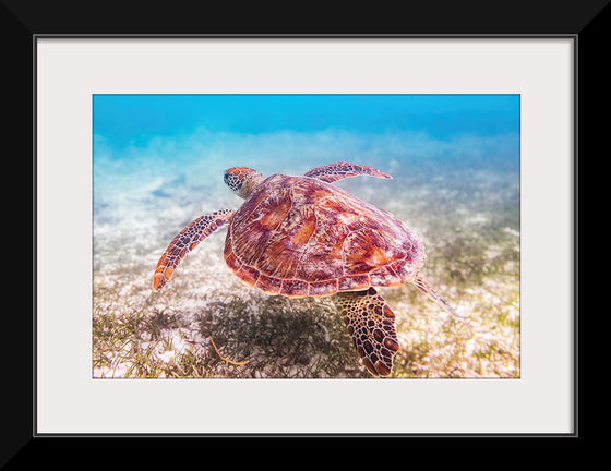 "Underwater Animals – Swimming Turtle", Victor Hawk