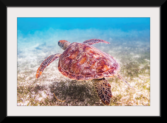 "Underwater Animals – Swimming Turtle", Victor Hawk