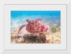 "Underwater Animals – Swimming Turtle", Victor Hawk