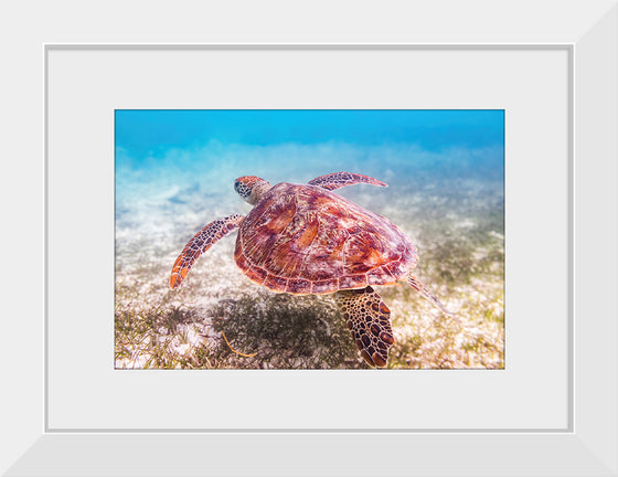 "Underwater Animals – Swimming Turtle", Victor Hawk