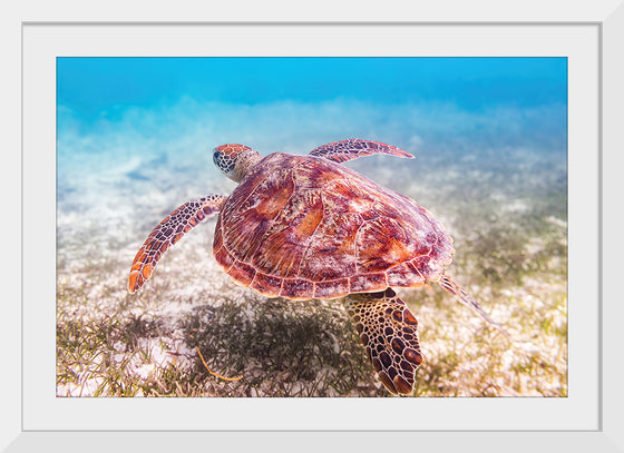 "Underwater Animals – Swimming Turtle", Victor Hawk