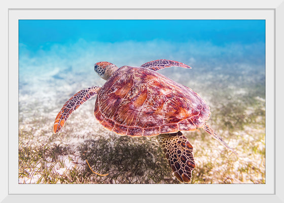 "Underwater Animals – Swimming Turtle", Victor Hawk