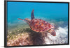 "Underwater Animals – Swimming Turtle 1", Victor Hawk