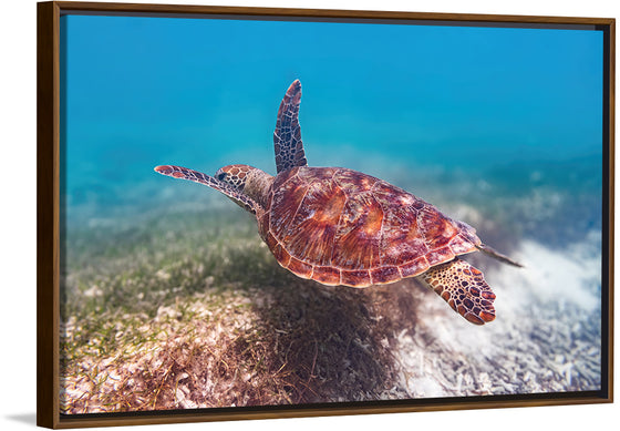 "Underwater Animals – Swimming Turtle 1", Victor Hawk