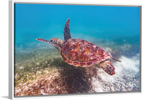 "Underwater Animals – Swimming Turtle 1", Victor Hawk