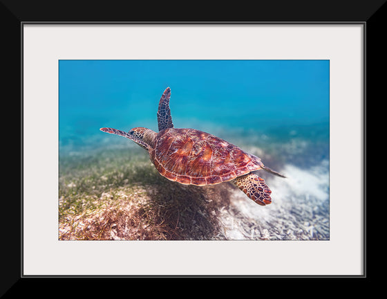 "Underwater Animals – Swimming Turtle 1", Victor Hawk