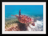 "Underwater Animals – Swimming Turtle 1", Victor Hawk