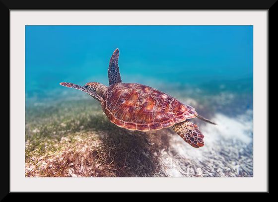 "Underwater Animals – Swimming Turtle 1", Victor Hawk