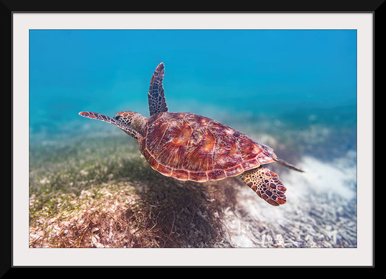 "Underwater Animals – Swimming Turtle 1", Victor Hawk