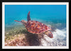 "Underwater Animals – Swimming Turtle 1", Victor Hawk