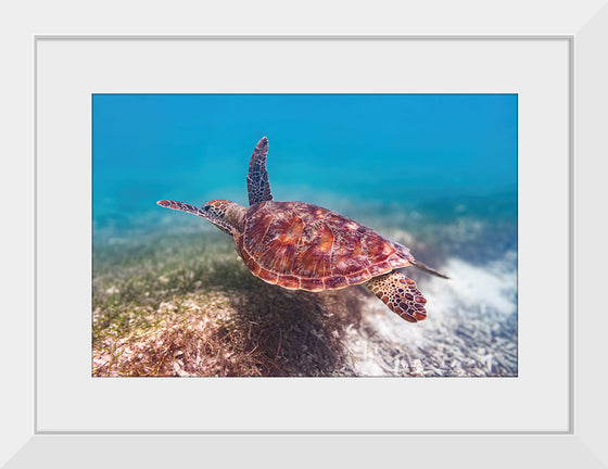 "Underwater Animals – Swimming Turtle 1", Victor Hawk