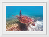 "Underwater Animals – Swimming Turtle 1", Victor Hawk