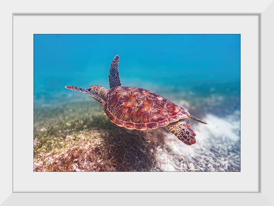 "Underwater Animals – Swimming Turtle 1", Victor Hawk