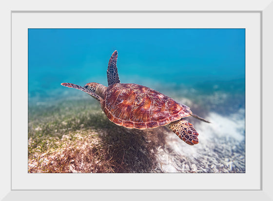 "Underwater Animals – Swimming Turtle 1", Victor Hawk