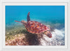 "Underwater Animals – Swimming Turtle 1", Victor Hawk