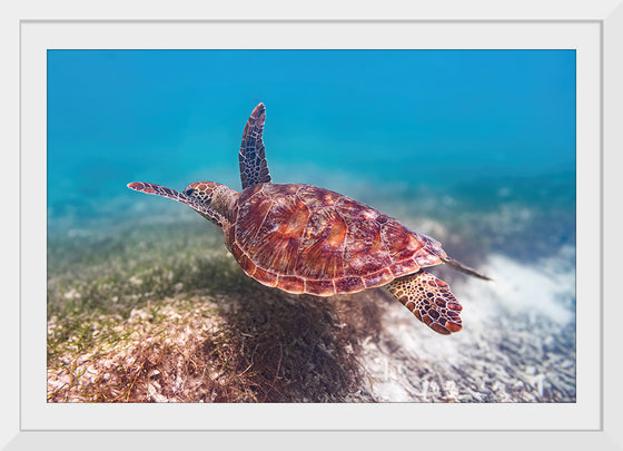 "Underwater Animals – Swimming Turtle 1", Victor Hawk