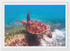 "Underwater Animals – Swimming Turtle 1", Victor Hawk