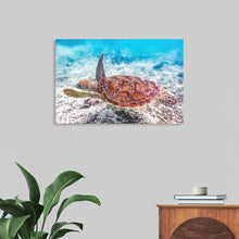  Dive into the serene beauty of Victor Hawk’s masterpiece, “Underwater Animals – Swimming Turtle 2.” Every detail of this exquisite print captures the graceful movement and vibrant colors of a sea turtle navigating the crystalline waters. The meticulous attention to detail and vivid hues transport you to a tranquil underwater world, offering a glimpse into the turtle’s majestic journey. 