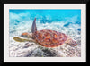 "Underwater Animals – Swimming Turtle 2", Victor Hawk