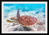 "Underwater Animals – Swimming Turtle 2", Victor Hawk