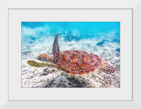 "Underwater Animals – Swimming Turtle 2", Victor Hawk