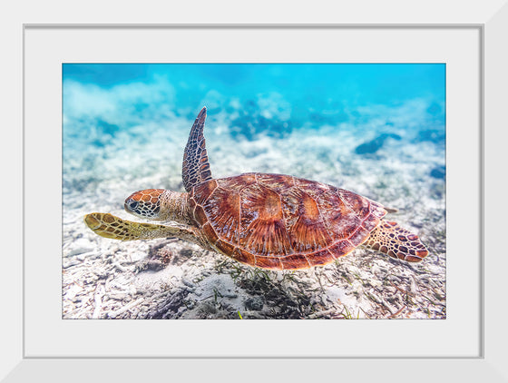 "Underwater Animals – Swimming Turtle 2", Victor Hawk