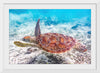 "Underwater Animals – Swimming Turtle 2", Victor Hawk