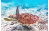 "Underwater Animals – Swimming Turtle 2", Victor Hawk