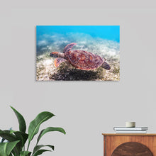  Experience the tranquility of the ocean with this stunning print featuring a graceful sea turtle swimming through crystal-clear waters. The intricate details of the turtle’s patterned shell and flippers stand out against the soft, sandy seabed, creating a scene of peaceful harmony in the underwater world. 