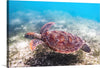 "Underwater Animals – Swimming Turtle 3", Victor Hawk