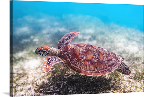 "Underwater Animals – Swimming Turtle 3", Victor Hawk