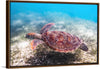 "Underwater Animals – Swimming Turtle 3", Victor Hawk