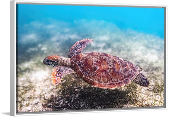 "Underwater Animals – Swimming Turtle 3", Victor Hawk