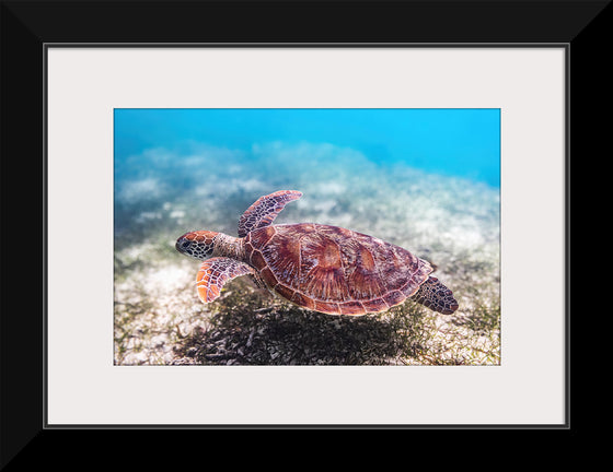 "Underwater Animals – Swimming Turtle 3", Victor Hawk