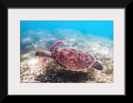 "Underwater Animals – Swimming Turtle 3", Victor Hawk