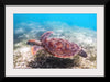 "Underwater Animals – Swimming Turtle 3", Victor Hawk